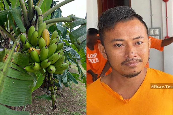 Ăn trộm buồng chuối, ông bố 3 con lĩnh án 3 tháng tù-1