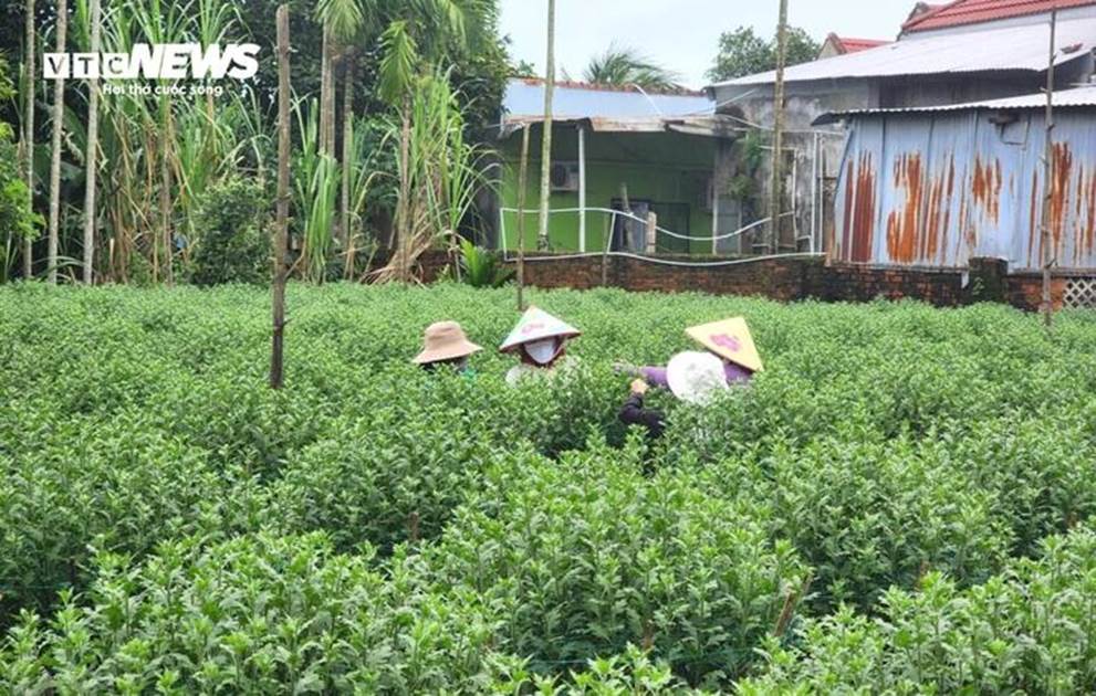 Vắng thương lái khi Tết cận kề, nông dân thủ phủ hoa cúc miền Trung lo sốt vó-1