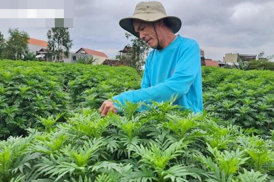 Vắng thương lái khi Tết cận kề, nông dân thủ phủ hoa cúc miền Trung lo sốt vó