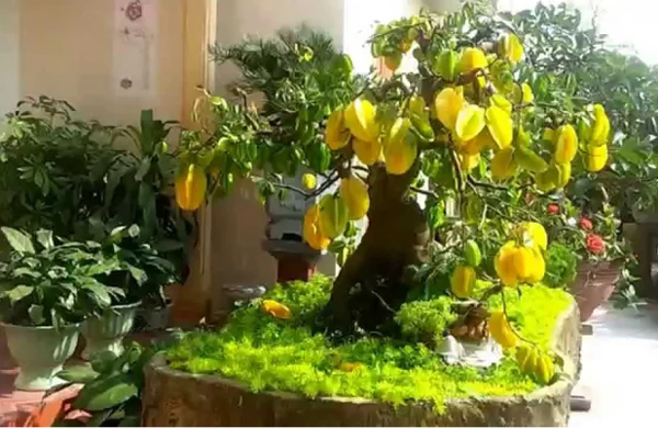 Ý nghĩa phong thủy của cây khế-1