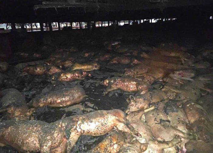 Cháy trang trại khiến 1.600 con lợn chết, thiệt hại gần 6,5 tỷ đồng-1