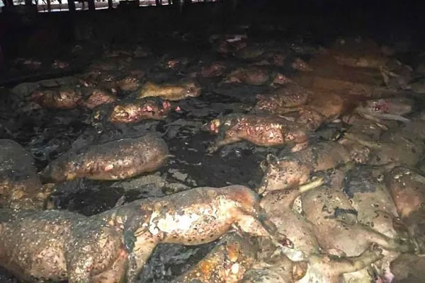 Giây phút lửa thiêu rụi 1.600 con heo qua lời kể của chủ trại-3