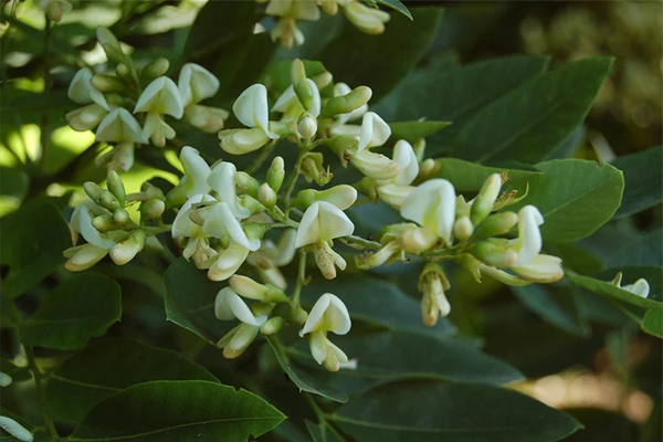 Loại rau gia vị được coi là cây phong thủy hút may mắn, tài lộc-3