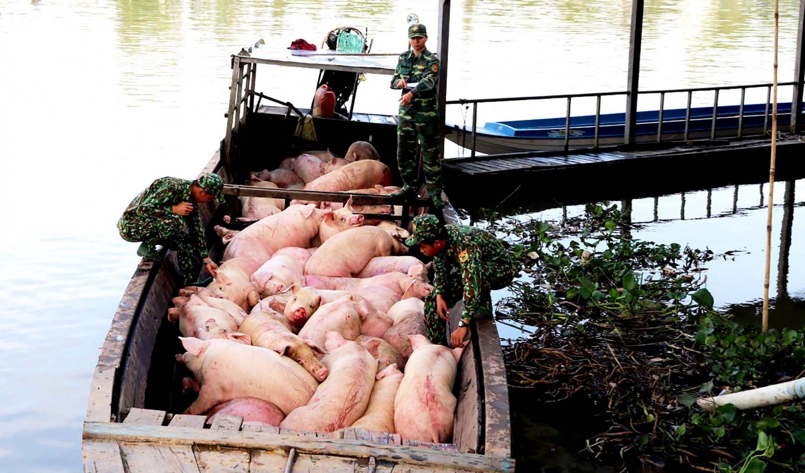 Giá thịt lợn vọt lên đỉnh, hàng lậu đổ về chợ Việt, cảnh báo lợn ăn ‘chất cấm’-2