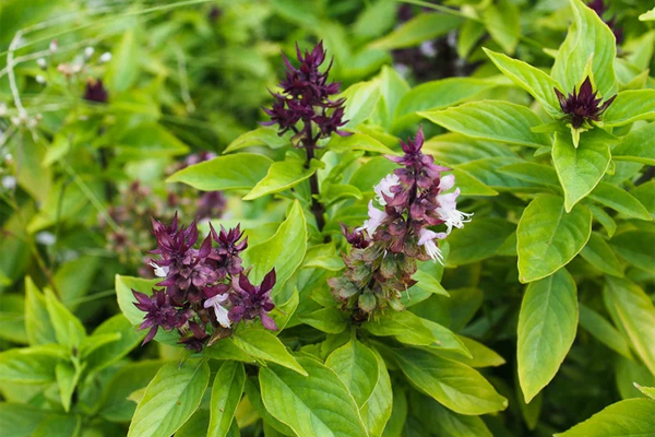 Áp dụng mẹo phong thủy ngày Tết dưới đây để đón tài lộc, may mắn cho gia đình trong suốt năm mới-4