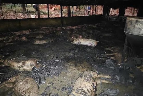 Giây phút lửa thiêu rụi 1.600 con heo qua lời kể của chủ trại
