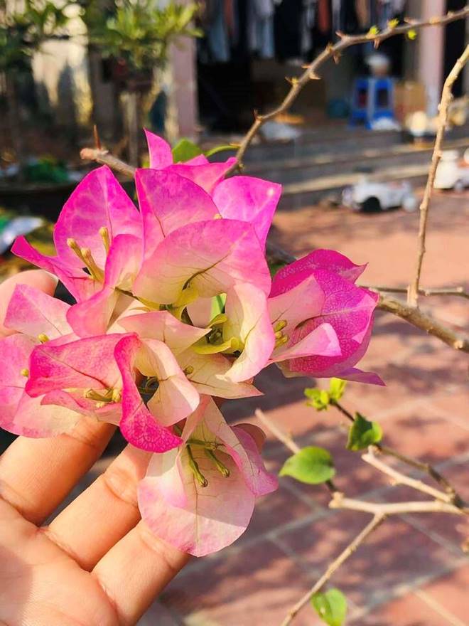 Ý nghĩa phong thuỷ của hoa giấy sakura-2