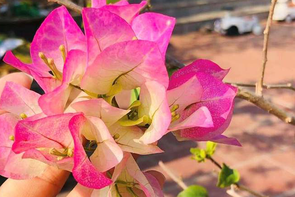 Ý nghĩa phong thuỷ của việc trưng hoa mai ngày Tết mang lại tài lộc-4