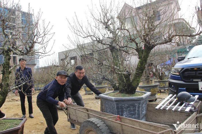 Hét giá gốc đào cổ thụ trăm tuổi 300 triệu, cho thuê giá 150 triệu-4