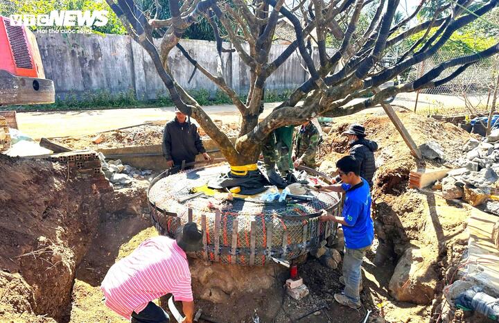 Chiêm ngưỡng cây mai cổ thụ tiền tỷ tại chợ hoa xuân Đắk Lắk-3