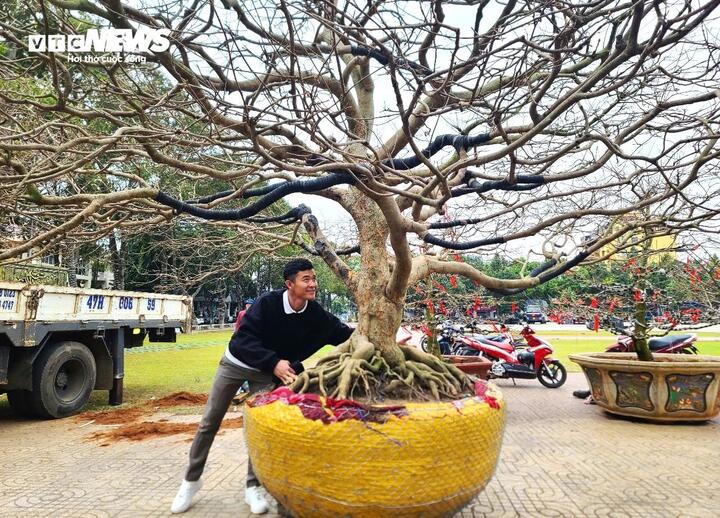 Chiêm ngưỡng cây mai cổ thụ tiền tỷ tại chợ hoa xuân Đắk Lắk-5