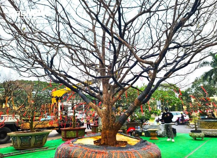 Chiêm ngưỡng cây mai cổ thụ tiền tỷ tại chợ hoa xuân Đắk Lắk-2