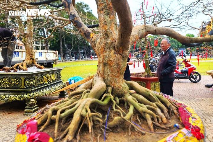 Chiêm ngưỡng cây mai cổ thụ tiền tỷ tại chợ hoa xuân Đắk Lắk-7