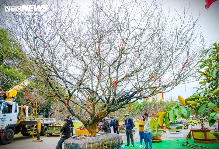 Chiêm ngưỡng cây mai cổ thụ tiền tỷ tại chợ hoa xuân Đắk Lắk-1