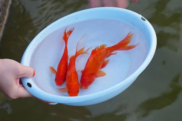 Lưu ý khi chọn cá chép cúng ông Công ông Táo 2025-2