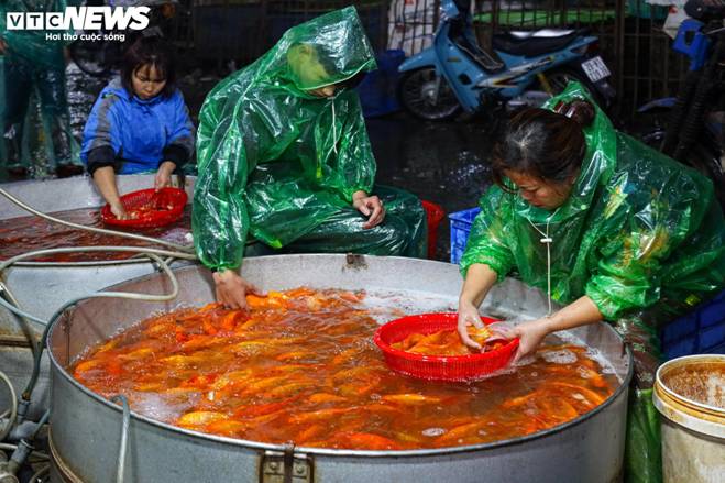 Xuyên đêm mua bán cá chép đỏ cho ngày cúng ông Công, ông Táo-12