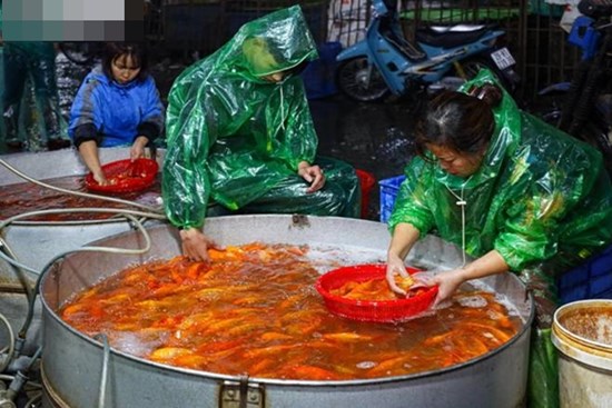 Xuyên đêm mua bán cá chép đỏ cho ngày cúng ông Công, ông Táo