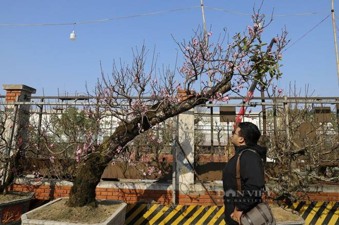 Đào cổ thụ hàng chục năm tuổi đổ bộ Hà Nội, giới nhà giàu mạnh tay mua giá cao chót vót-1