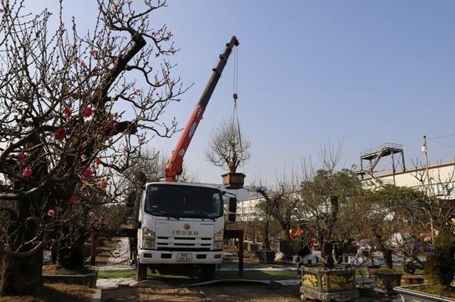 Đào cổ thụ hàng chục năm tuổi đổ bộ Hà Nội, giới nhà giàu mạnh tay mua giá cao chót vót-7