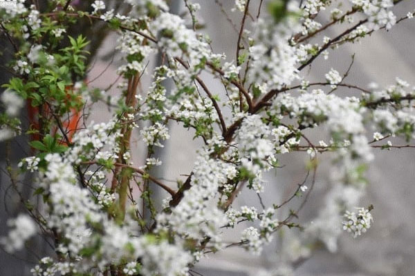 Ý nghĩa phong thuỷ của hoa giấy Thái Lan-4