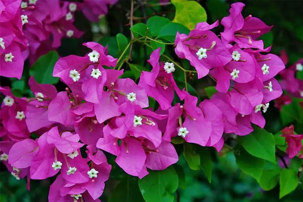 Đây mới là những loài cây mang đến tài lộc và may mắn trong gia đình ngày Tết-6