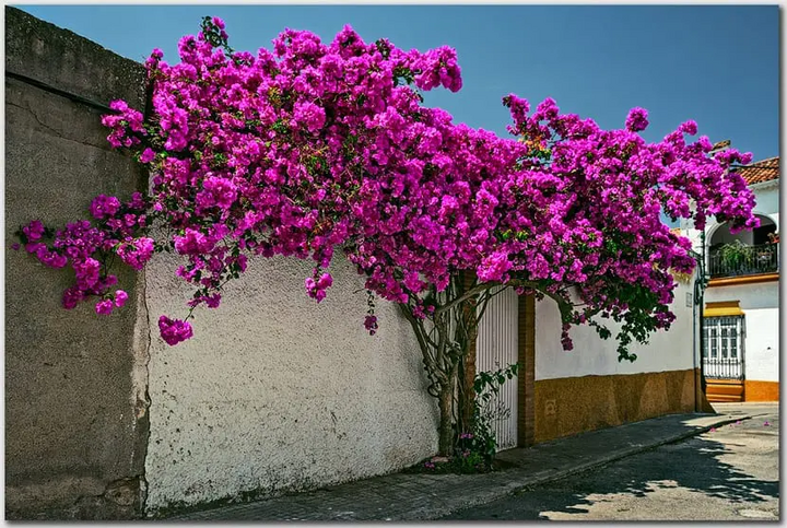 Ý nghĩa phong thuỷ của hoa giấy Thái Lan-2