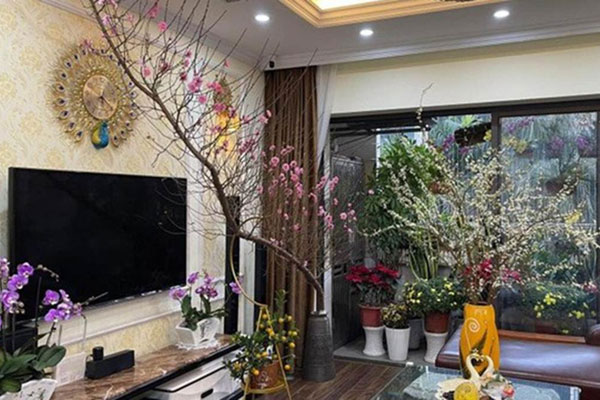 Loại cây được ví như mèo thần Tài mang đến may mắn, tài lộc-2