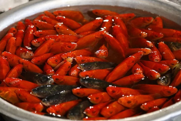 Vì sao ông Táo cưỡi cá chép?-3