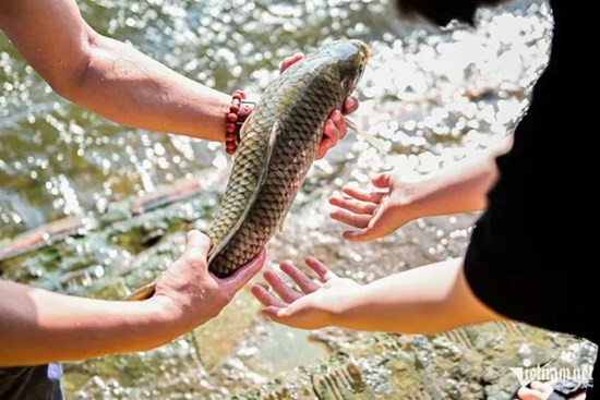 Đi gần 10km để thả cá sớm 'tiễn Táo quân lên Thiên đình'
