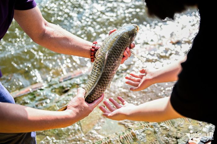 Đi gần 10km để thả cá sớm tiễn Táo quân lên Thiên đình-7