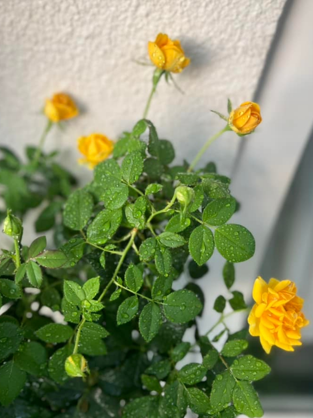 Tiệc tất niên lộng lẫy ở biệt thự hơn 1.000m2 của người đẹp không tuổi Giáng My-29