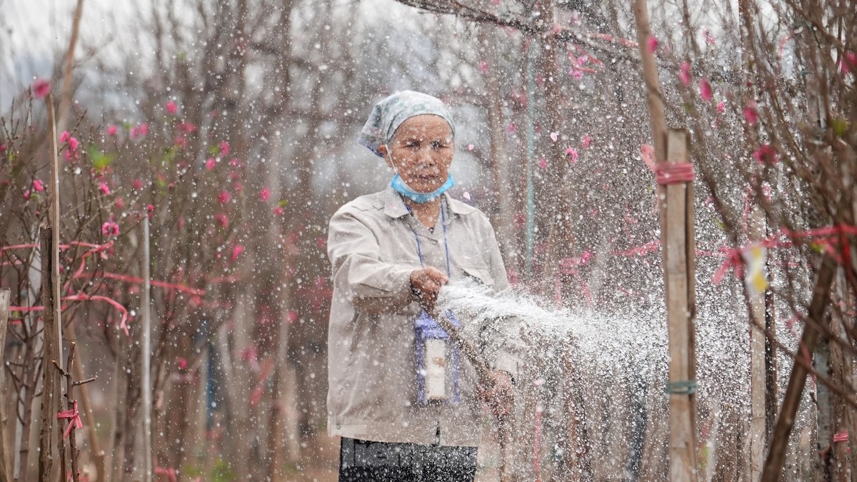 Hà Nội: Đào Nhật Tân tăng giá mạnh, chi tiền triệu vẫn khó mua-14