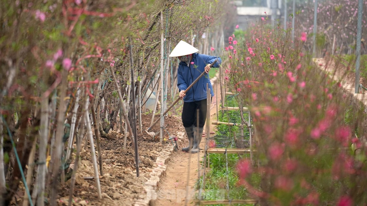 Hà Nội: Đào Nhật Tân tăng giá mạnh, chi tiền triệu vẫn khó mua-15