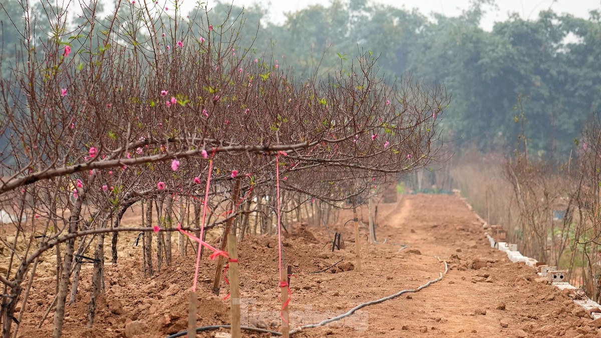 Hà Nội: Đào Nhật Tân tăng giá mạnh, chi tiền triệu vẫn khó mua-5