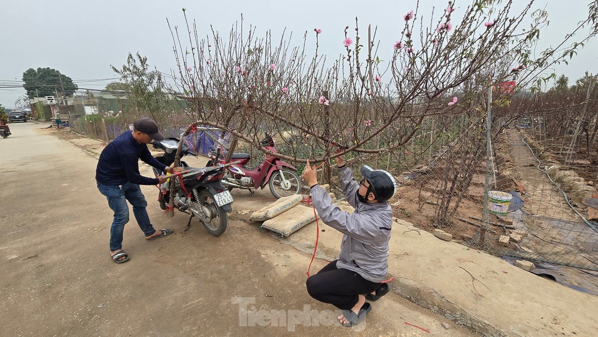 Hà Nội: Đào Nhật Tân tăng giá mạnh, chi tiền triệu vẫn khó mua-7