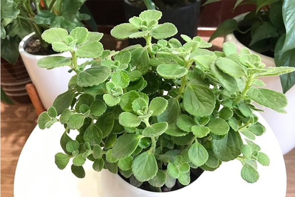 3 vật cần bày trong nhà đón năm mới 2025 để đủ đầy sung túc-4