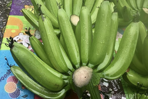 Thương lái vét sạch vườn, làng hoa cúc lớn nhất miền Trung ăn Tết sớm-5