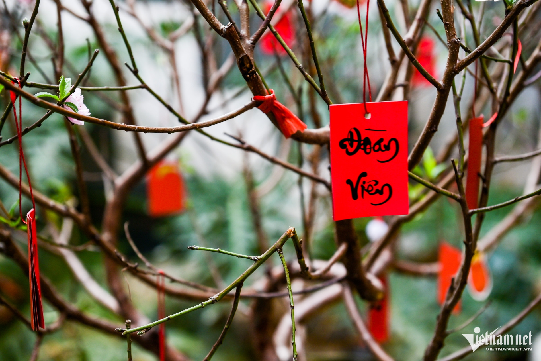 Vợ cầu thủ Xuân Son trang trí nhà cửa đón chồng về ăn Tết, phát lì xì cho fan nhí-7