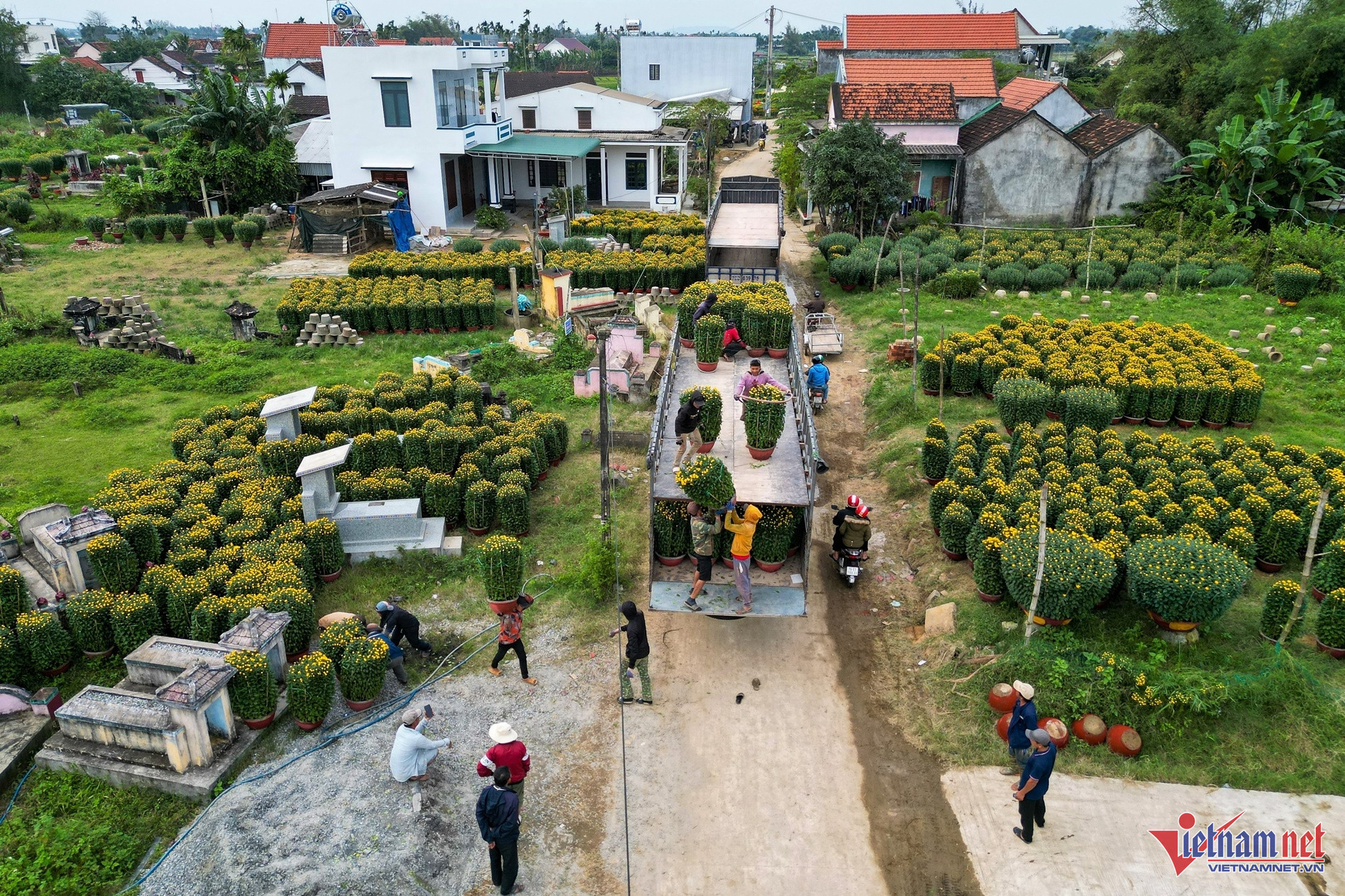 Thương lái vét sạch vườn, làng hoa cúc lớn nhất miền Trung ăn Tết sớm-1