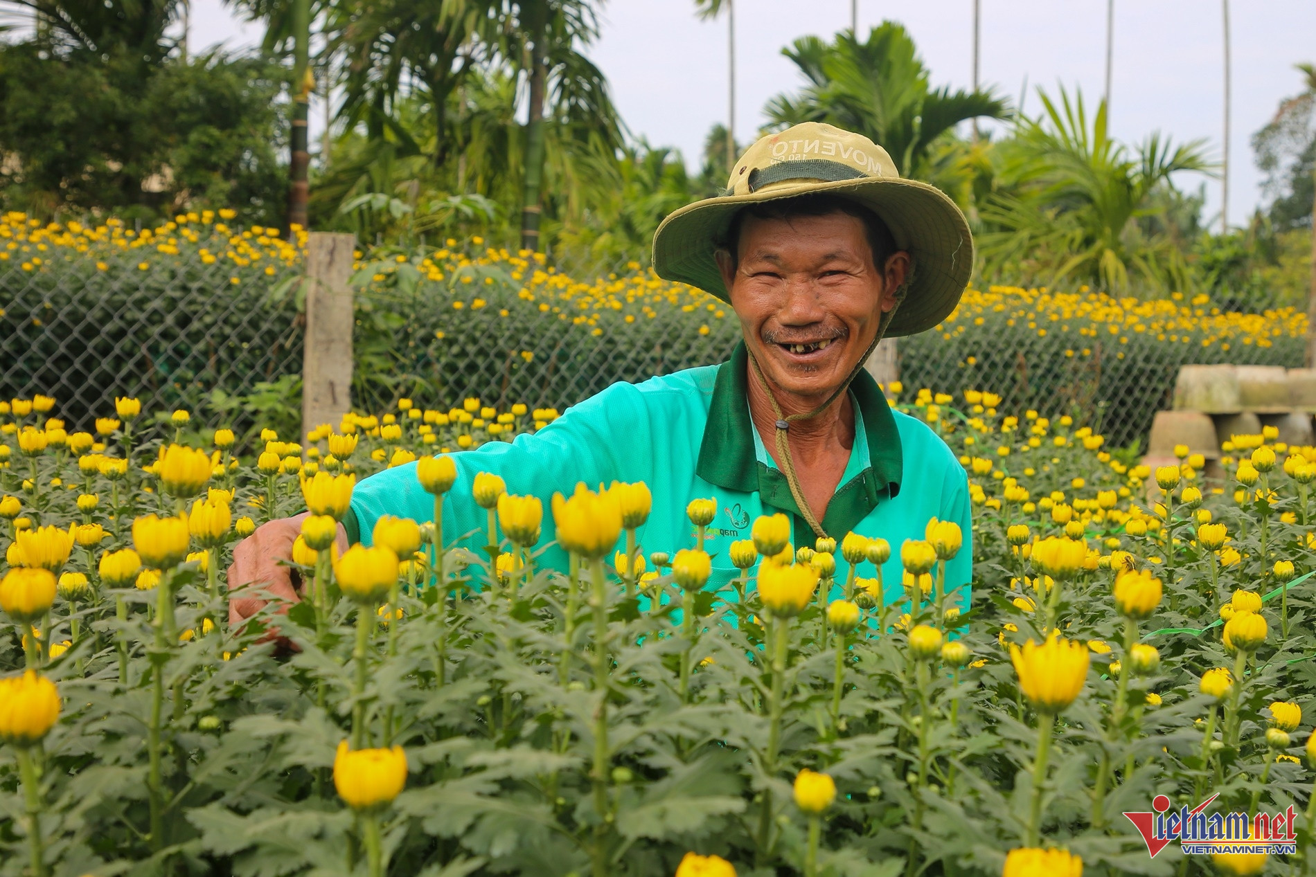 Thương lái vét sạch vườn, làng hoa cúc lớn nhất miền Trung ăn Tết sớm-3