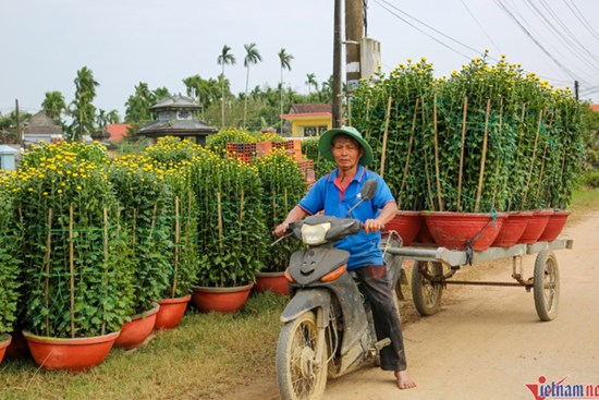 Thương lái vét sạch vườn, làng hoa cúc lớn nhất miền Trung 'ăn Tết' sớm