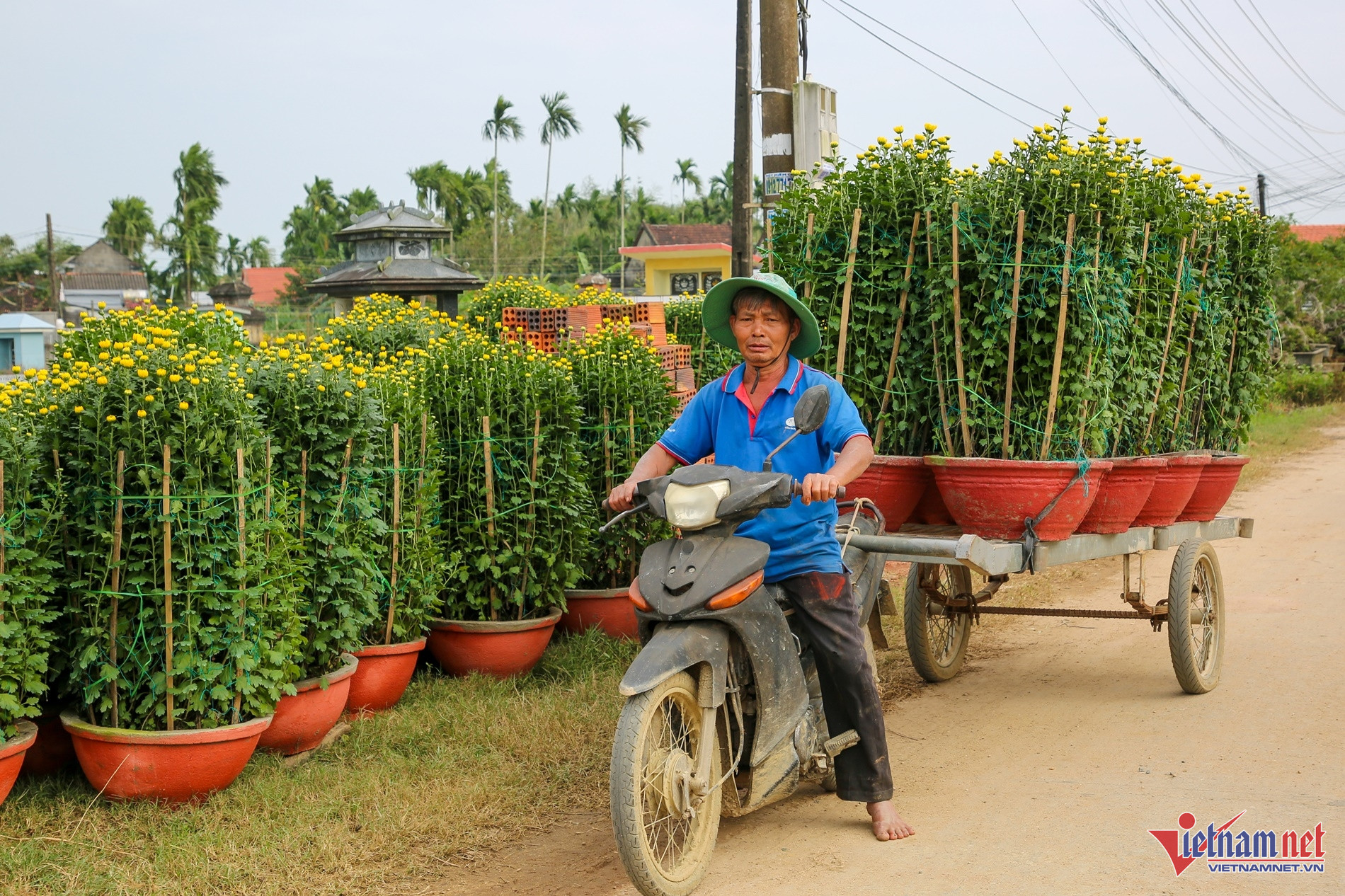 Thương lái vét sạch vườn, làng hoa cúc lớn nhất miền Trung ăn Tết sớm-4