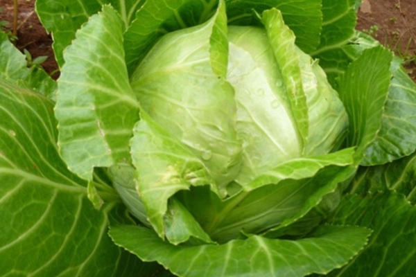 Loại rau ra chợ là thấy, được xem là khắc tinh của ung thư-2