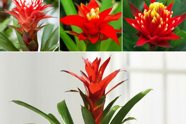 Ý nghĩa phong thủy của hoa giấy Mỹ-4