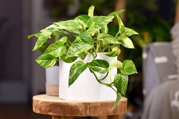 Đây mới là lý do trồng cây hoa sấu để vừa có không gian xanh, vừa mang lại may mắn và tài lộc-3