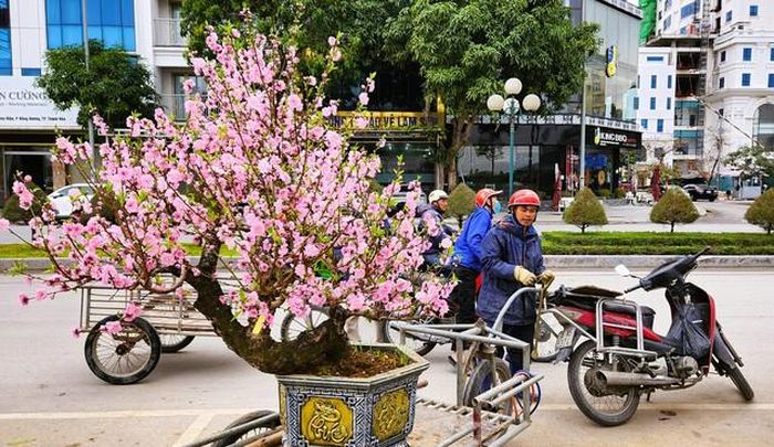 Đào bung nở khắp phố dưới mưa rét, tiểu thương cắn răng xả lỗ-7