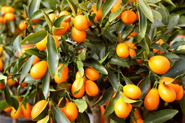 Loại quả nhỏ mà có võ nhưng là khắc tinh của sỏi thận, bổ ngang nhân sâm-4