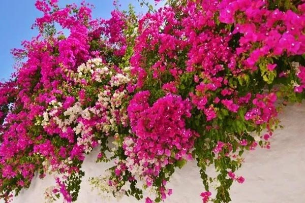 Vì sao phía đông trồng lựu hốt vàng, phía tây trồng hồng hốt bạc?-4