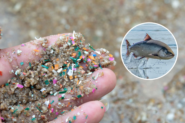 1 kiểu uống cà phê có thể khiến bạn nuốt hơn 1.000 hạt vi nhựa sau mỗi lần uống-3