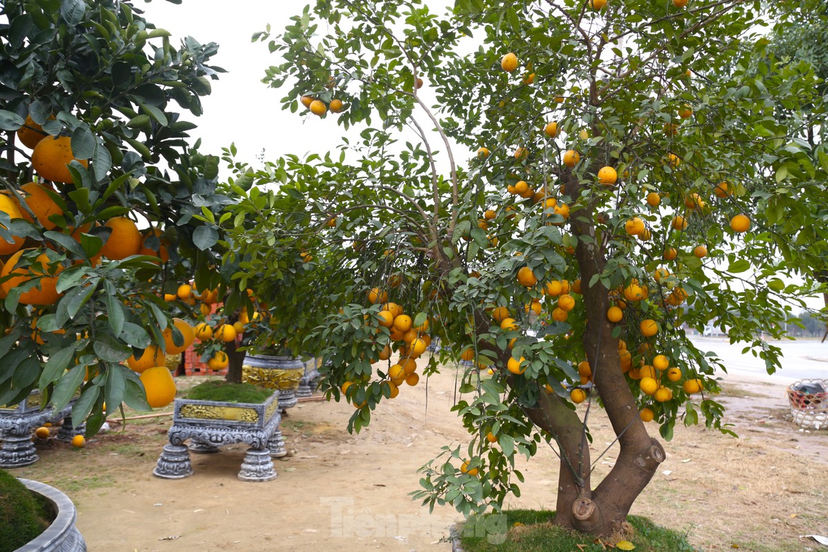 Đào cuốn rêu, bưởi, quýt siêu quả vẫn la liệt bên lề đường sau Tết-12